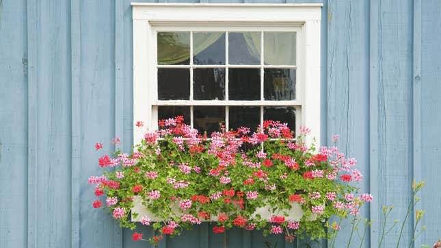 Image for article titled Plant These Hard-to-Kill Flowers in Window Boxes