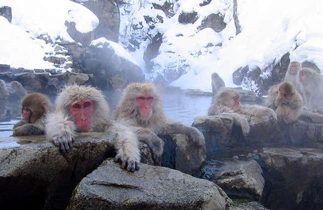 Macacos relajándose en la prefectura de Nagano.