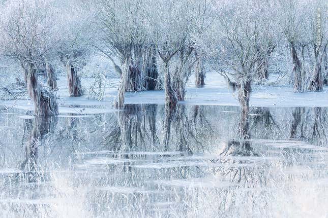 Image for article titled The Best Wildlife Photographs of 2021, as Chosen by the People