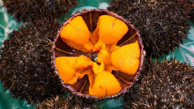 sea urchin opened
