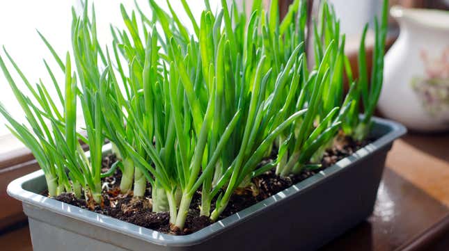Image for article titled Why You Should Plant Your Windowsill Scallions Instead of Leaving Them in Water