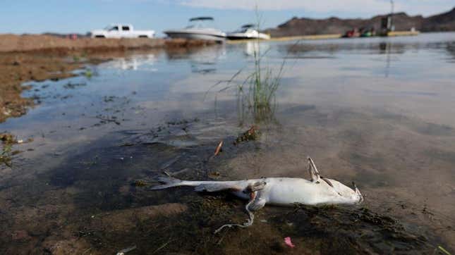 A dead fish sits in shallow water on the banks of Lake Mead near the Lake Mead Marina on August 19, 2022 in Lake Mead National Recreation Area, Nevada.