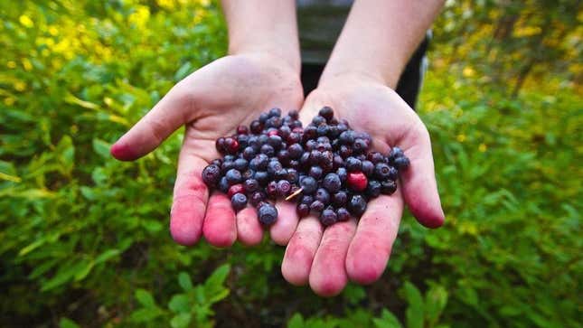 Hands holding out pile of huckleberries