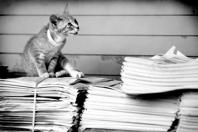 Cat and Newspapers