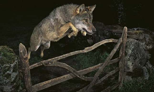 Aptly titled, “The Storybook Wolf.” (José Luis Rodriguez)