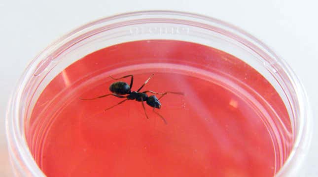Imagen para el artículo titulado Descubren que las hormigas pueden ser mejores que los perros para olfatear el cáncer