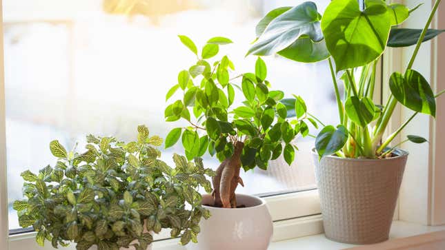 Image for article titled These Indoor Plants Love Direct Sunlight