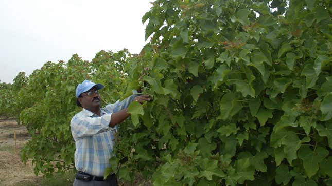 Jatropha, the power plant.