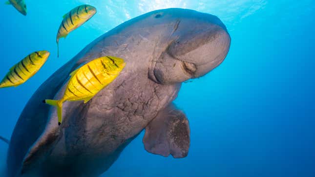 Stock photo of dugong with fish