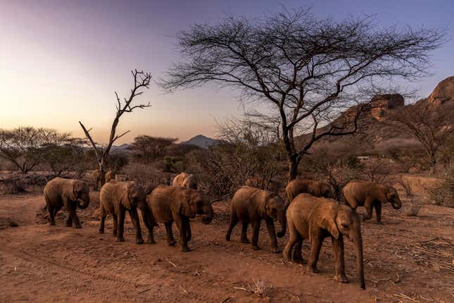 Elephant calves walk in Namunyak Wildlife Conservancy, Samburu, Kenya. 