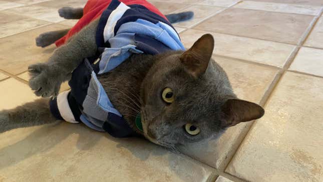 A cat in a homemade onesie