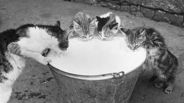 Kittens standing up to drink out of a pail of milk