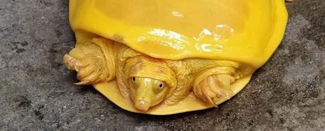Imagen para el artículo titulado Encuentran una tortuga amarilla en la India