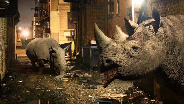Image for article titled Conservation Program Helps Struggling Rhinos Adapt To Modern Ecosystem By Retraining Them As Urban Scavengers