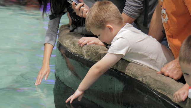 Image for article titled Aquarium Touch Tank Lets Kids Pet Water In Natural Environment