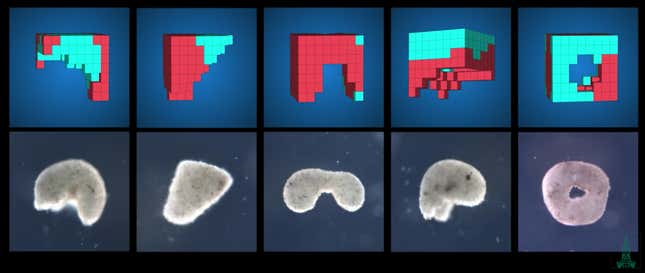 Top: Computer-generated xenobot designs. Bottom: The lab-grown xenobots, made from cells.