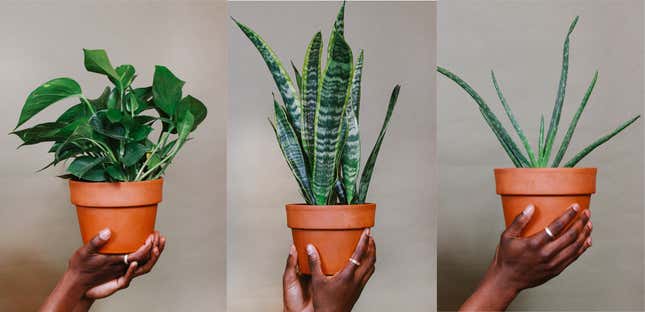 Image for article titled Grounded: This Black-Owned Plant Subscription Business Hopes Its Greenery Can Give Us Some Peace of Mind