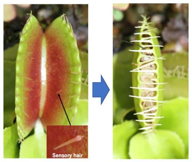 Imagen para el artículo titulado Un experimento revela qué es lo que activa la “trampa” de la Venus atrapamoscas