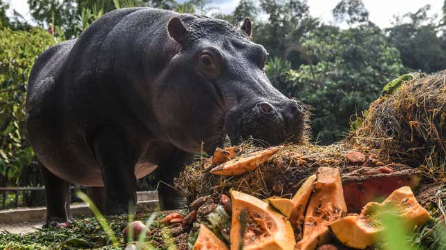 One of Pablo Escobar’s hippos with some serious hungry, hungry hippos vibes.