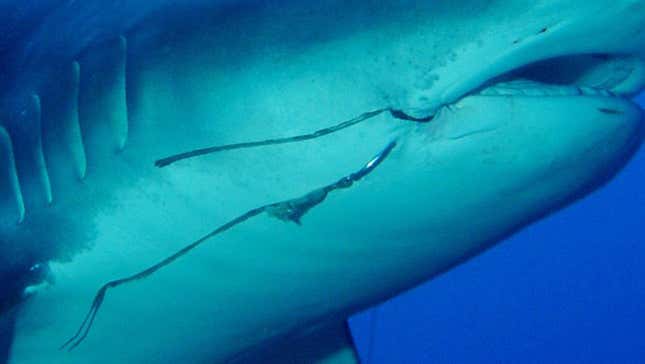 A tiger shark embedded with a fish hook. 