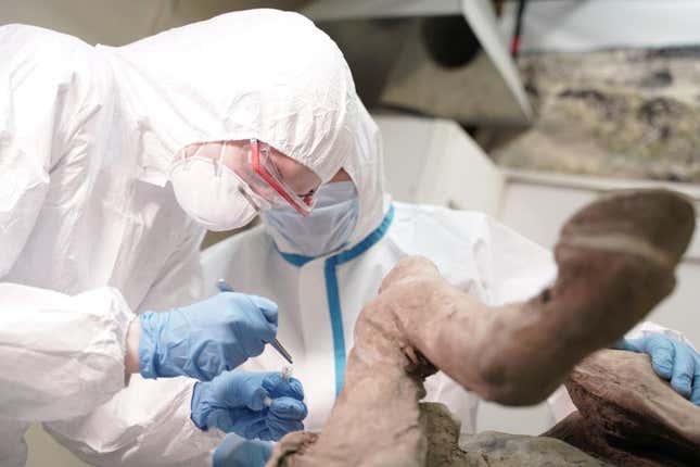 Imagen para el artículo titulado Un laboratorio ruso anuncia que comenzará a extraer paleovirus de animales prehistóricos hallados en Siberia