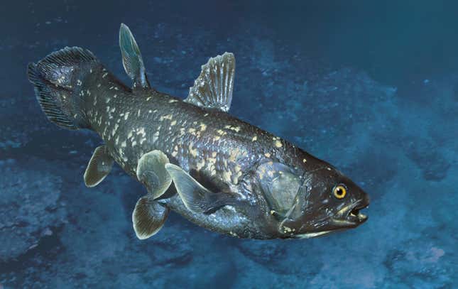 The coelacanth 