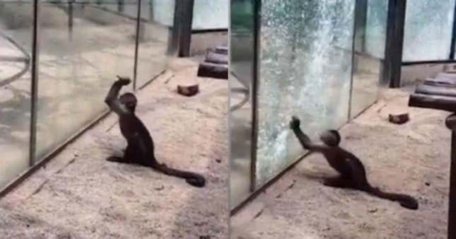 Imagen para el artículo titulado El momento en que el mono de un zoo chino usa una roca afilada para romper el cristal de su jaula