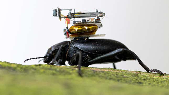 Imagen para el artículo titulado Investigadores crean una cámara tan pequeña que incluso un insecto puede usarla