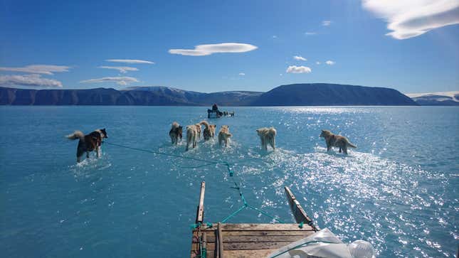 Imagen para el artículo titulado La foto del año: un grupo de perros de trineo se arrastra por el hielo derretido de Groenlandia