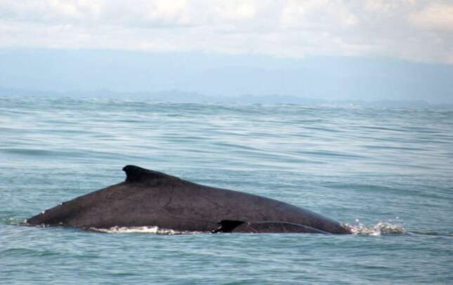 Una ballena jorobada no relacionada con esta noticia.