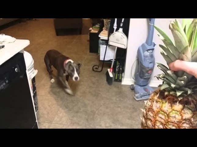 Brave Dog Stands Up to Suspicious Pineapple