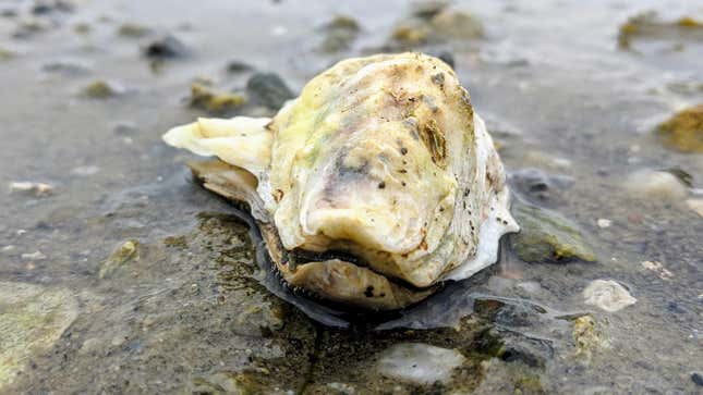 Image for article titled Panicked Oyster Praying That Lump It Feels Forming Only A Pearl