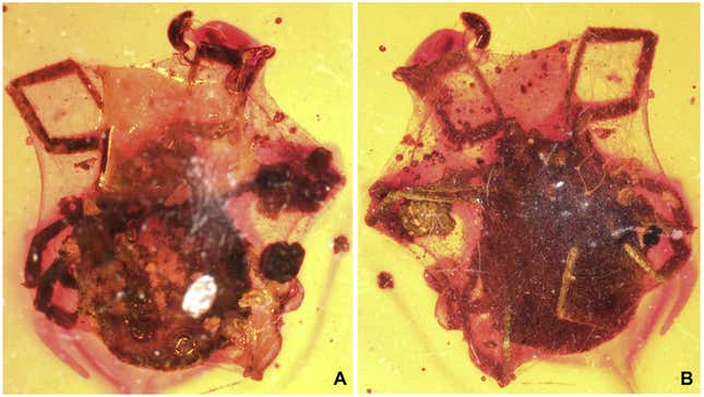 Top and bottom views of the encased tick.