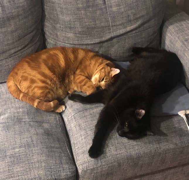 Image for article titled The Cats Of Kotaku