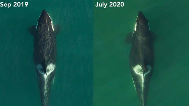 L72 pregnancy: The picture panel above shows the shape change of L72, a killer whale with the Southern Resident population, between September 2019 and July 2020. She’s now in the late stages of pregnancy.
