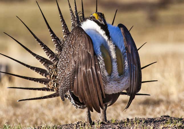 A sage grouse in 2015.