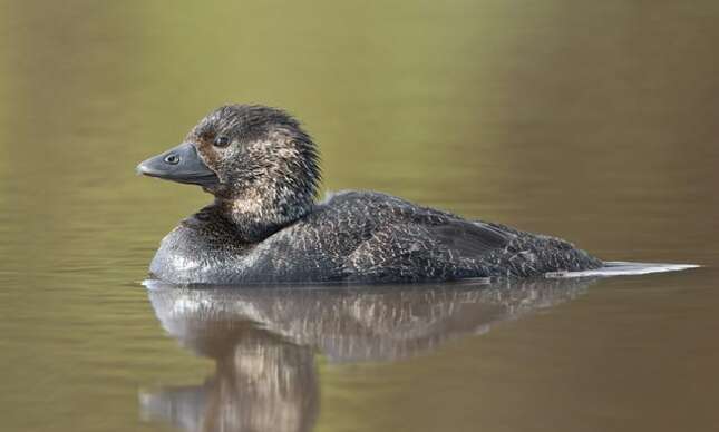Un pato almizclero australiano de la misma especie que el ejemplar parlanchín.
