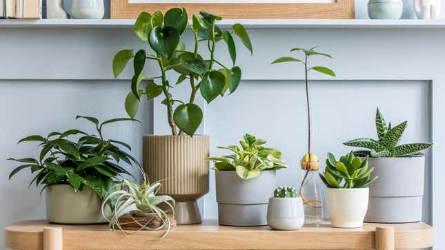 Image for article titled 11 of the Best Gifts for the Green Thumb in Your Life