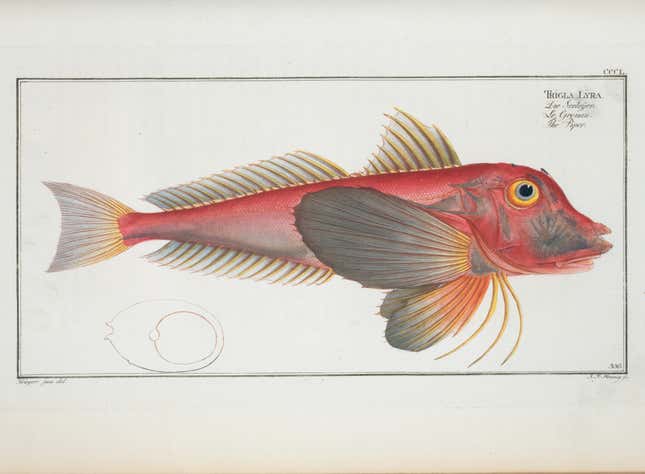 Illustration of a piper gurnard, 1785 – 1797