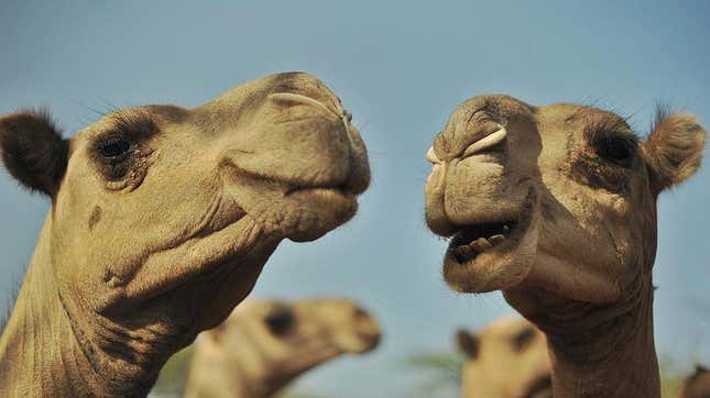 Two camels facing camera
