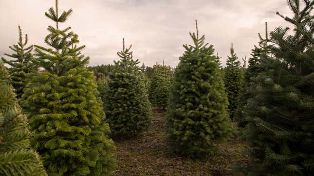 Image for article titled 15 of the Best Species of Live Christmas Trees (and Which to Choose)