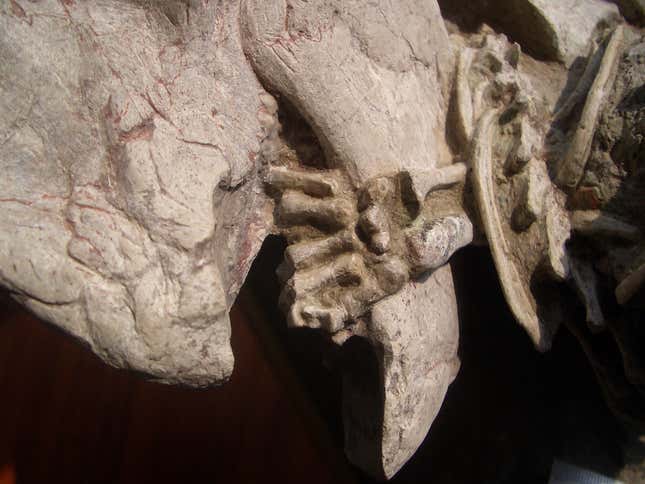 Die zierliche Hand des Repenomamus im Kiefer des Psittacosaurus.