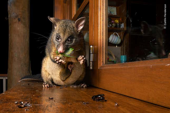 A possum in Queensland chomps on a cicada, strewing bits of it on the windowsill.