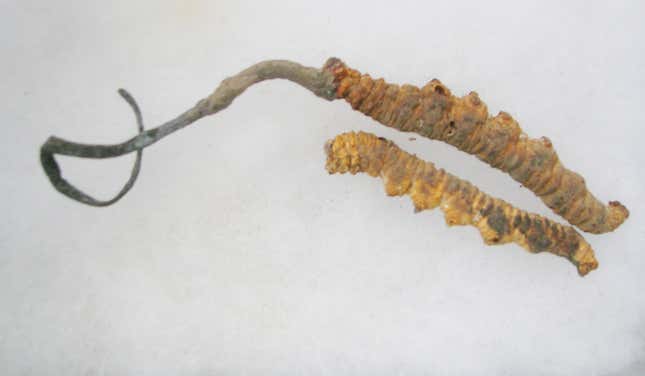 Imagen para el artículo titulado Un extracto obtenido de un hongo parásito Cordyceps que momifica orugas promete revolucionar la quimioterapia