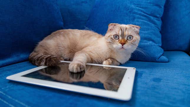 Image for article titled Distract Your Cat With These Video Game Apps