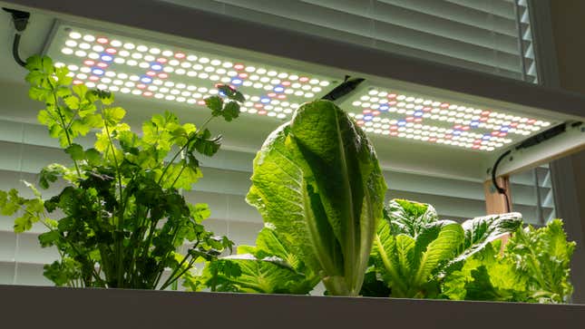 A close-up of the LED grow lights on the top level of the Rise Garden.