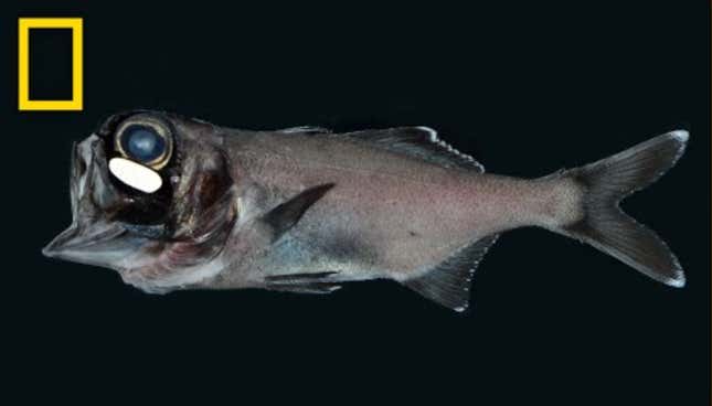 Image for article titled These Fish Have Headlights