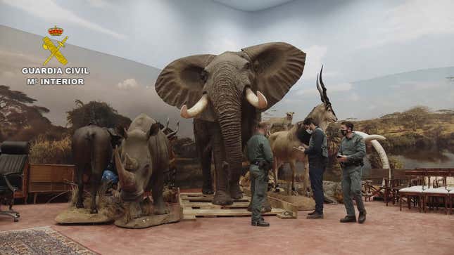 The Spanish Civil Guard seized the largest taxidermy collection of protected animals in the nation’s history.
