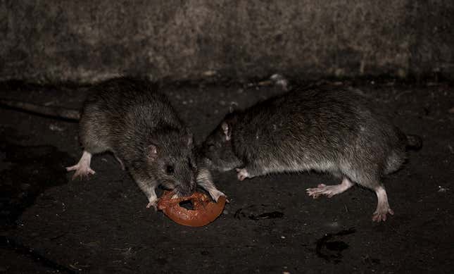 Dos ratas comiendo una rodaja de tomate