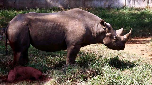 Image for article titled San Diego Zoo Displays First Rhino Stillborn In Captivity